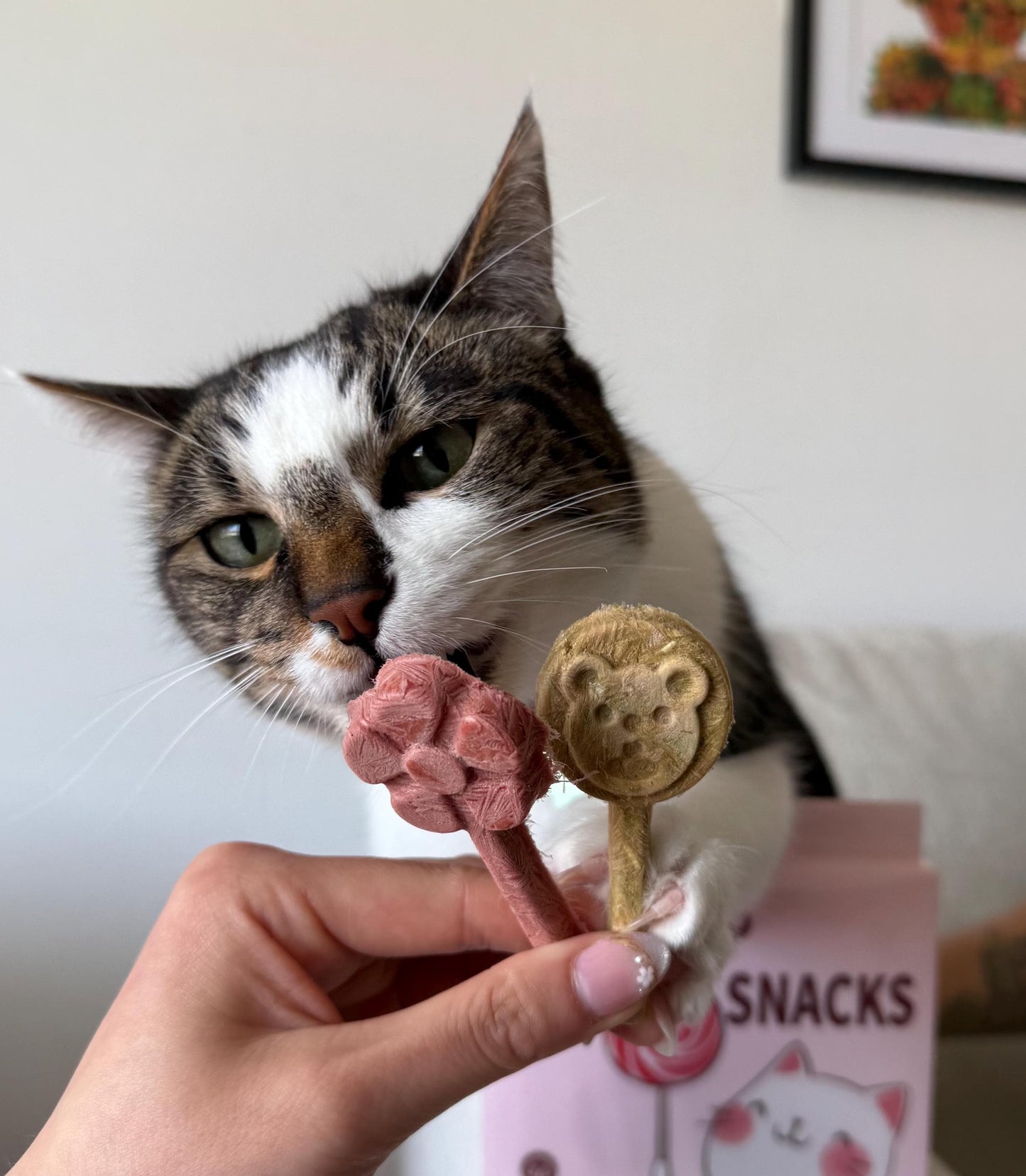 Freeze Dried Lollipops Pet Treats 8 pc