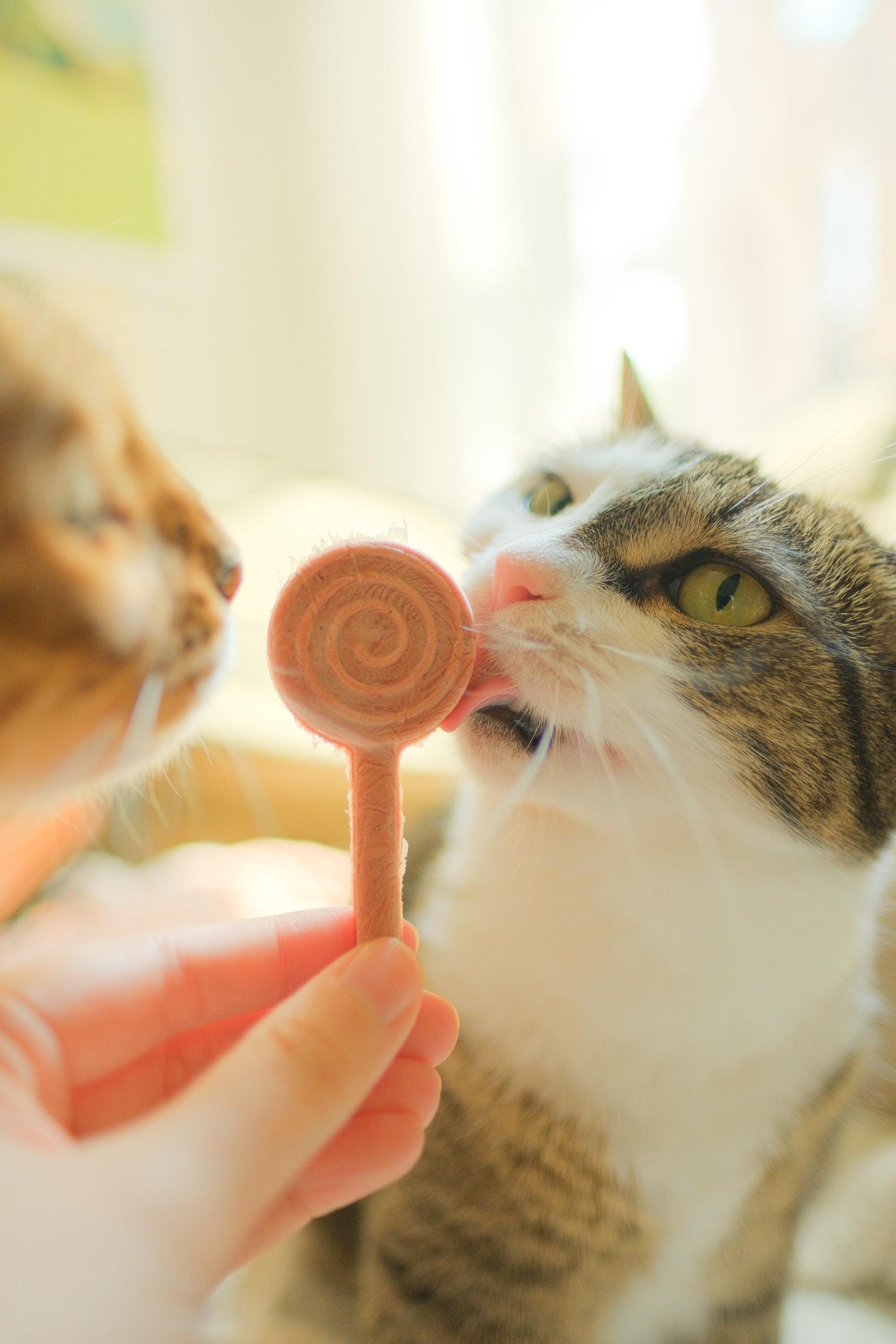 Freeze Dried Lollipops Pet Treats 8 pc