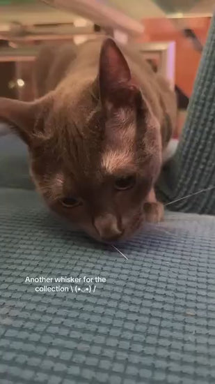 PREORDER Handmade Magnetic Felt Cat Whisker Collector