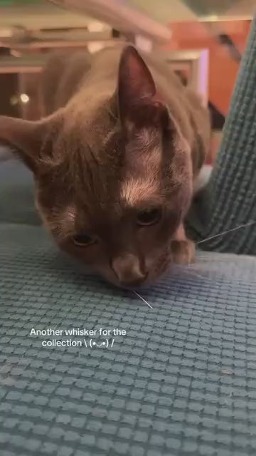 PREORDER Handmade Magnetic Felt Cat Whisker Collector